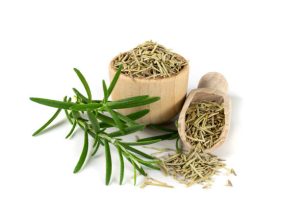 عرضه گیاه رزماری خشک شده با کیفیت و ممتاز