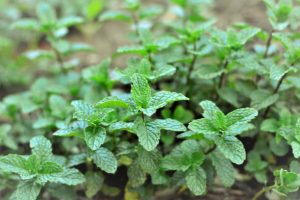 انواع نعناع فلفلی تند عالی و ممتاز